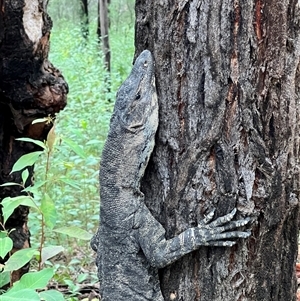 Varanus varius (Lace Monitor) at Laguna, NSW - 26 Mar 2023 by MartinPredavec
