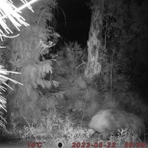 Vombatus ursinus at Bucketty, NSW - 22 Mar 2023 11:00 AM