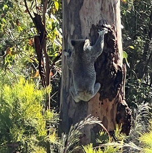 Phascolarctos cinereus at Bucketty, NSW - 8 Apr 2023 10:00 AM