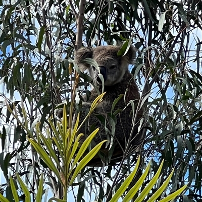 Phascolarctos cinereus (Koala) at Bucketty, NSW - 11 Apr 2023 by MartinPredavec