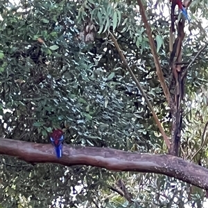 Platycercus elegans at Bucketty, NSW - 13 Apr 2023 10:00 AM