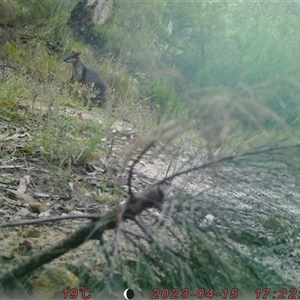 Wallabia bicolor at Bucketty, NSW - 15 Apr 2023 10:00 AM