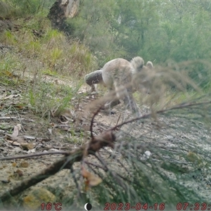 Phascolarctos cinereus at Bucketty, NSW - 16 Apr 2023 10:00 AM