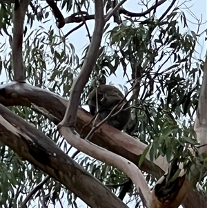 Phascolarctos cinereus at Bucketty, NSW - 22 Apr 2023 10:00 AM