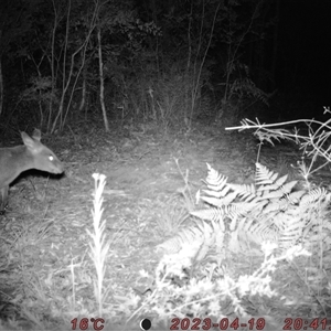 Wallabia bicolor at Bucketty, NSW - 19 Apr 2023 10:00 AM