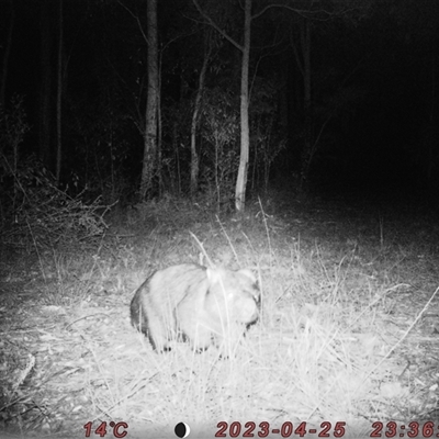Vombatus ursinus (Common wombat, Bare-nosed Wombat) at Bucketty, NSW - 25 Apr 2023 by MartinPredavec