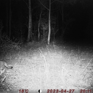 Felis catus at Bucketty, NSW - 27 Apr 2023 10:00 AM