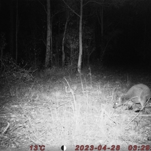 Wallabia bicolor at Bucketty, NSW - 28 Apr 2023 10:00 AM