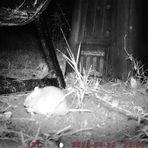 Rattus fuscipes at Bucketty, NSW - 30 Apr 2023 10:00 AM