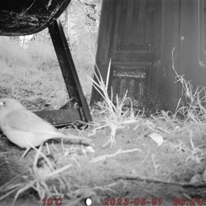 Colluricincla harmonica at Bucketty, NSW - 1 May 2023 10:00 AM