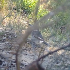 Cracticus torquatus at Bucketty, NSW - 24 Apr 2023 10:00 AM