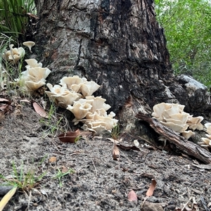 Omphalotus nidiformis at Bucketty, NSW - 1 May 2023 10:00 AM
