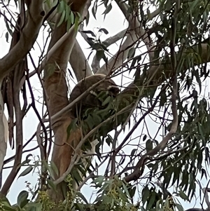Phascolarctos cinereus at Bucketty, NSW - 2 May 2023 10:00 AM