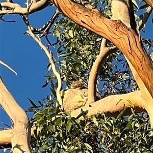 Phascolarctos cinereus at Bucketty, NSW - 3 May 2023 10:00 AM