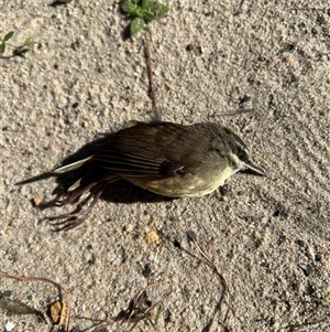 Sericornis frontalis at Bucketty, NSW - 9 May 2023 10:00 AM
