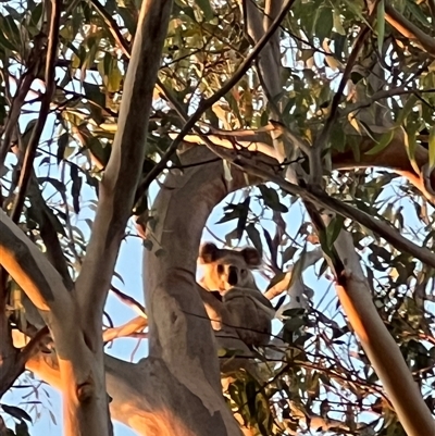 Phascolarctos cinereus (Koala) at Bucketty, NSW - 11 May 2023 by MartinPredavec