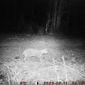 Felis catus at Bucketty, NSW - 11 May 2023 10:00 AM