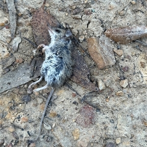 Sminthopsis murina at Laguna, NSW - 18 May 2023 10:00 AM