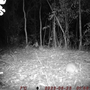 Perameles nasuta at Bucketty, NSW - 23 May 2023 10:00 AM