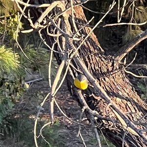 Eopsaltria australis at Bucketty, NSW - 23 May 2023 10:00 AM