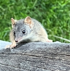 Antechinus flavipes (Yellow-footed Antechinus) at Bucketty, NSW - 23 May 2023 by MartinPredavec