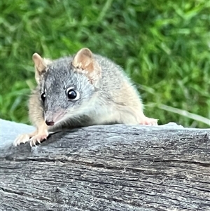 Antechinus flavipes at Bucketty, NSW - 23 May 2023 10:00 AM