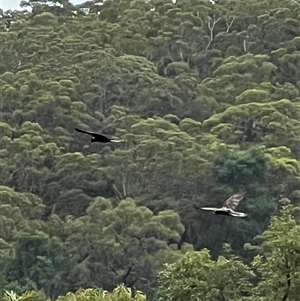 Zanda funerea at Bucketty, NSW - 8 Jun 2023 10:00 AM