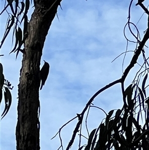 Cormobates leucophaea at Bucketty, NSW - 9 Jun 2023 10:00 AM