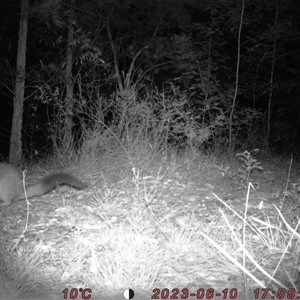 Trichosurus vulpecula at Bucketty, NSW - 10 Jun 2023 10:00 AM