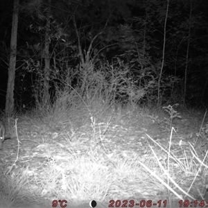 Perameles nasuta at Bucketty, NSW - 11 Jun 2023 10:00 AM