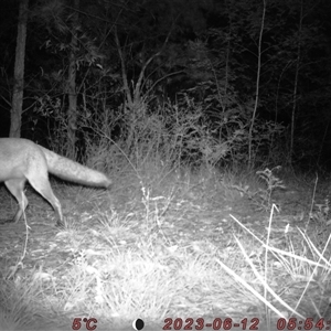 Vulpes vulpes at Bucketty, NSW - 12 Jun 2023 10:00 AM