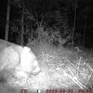 Vombatus ursinus at Bucketty, NSW - 30 Jun 2023 10:00 AM