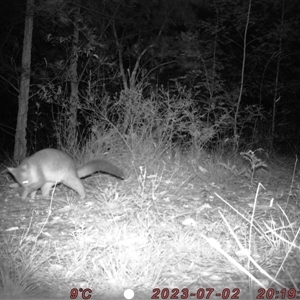 Trichosurus vulpecula at Bucketty, NSW - 2 Jul 2023 10:00 AM
