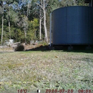 Dacelo novaeguineae at Bucketty, NSW - 25 Jul 2023 10:00 AM