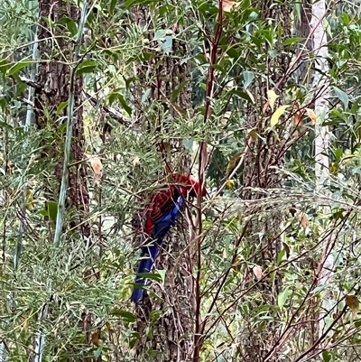 Platycercus elegans at Bucketty, NSW - 6 Aug 2023 by MartinPredavec