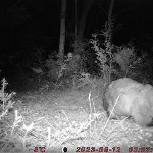 Vombatus ursinus at Bucketty, NSW - 12 Aug 2023 10:00 AM