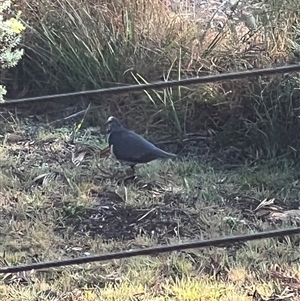Leucosarcia melanoleuca at Bucketty, NSW - 17 Aug 2023 10:00 AM
