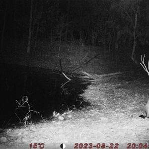 Wallabia bicolor at Bucketty, NSW - 22 Aug 2023 10:00 AM