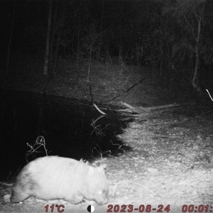 Vombatus ursinus at Bucketty, NSW - 24 Aug 2023 10:00 AM