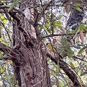 Pachycephala pectoralis at Mogo Creek, NSW - 26 Aug 2023 10:00 AM