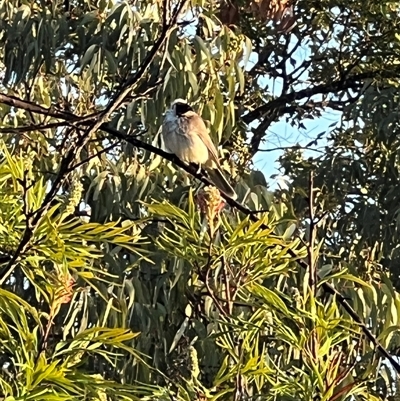 Philemon corniculatus at Bucketty, NSW - 31 Aug 2023 by MartinPredavec