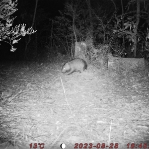 Vombatus ursinus at Bucketty, NSW - 28 Aug 2023 10:00 AM