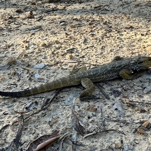 Pogona barbata at Mogo Creek, NSW - suppressed