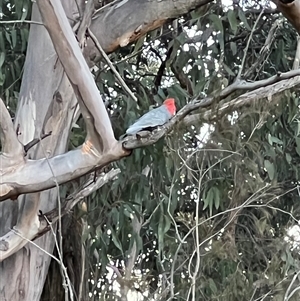 Callocephalon fimbriatum at Laguna, NSW - suppressed