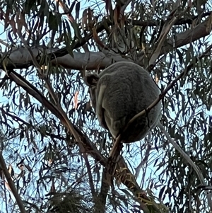Phascolarctos cinereus at Bucketty, NSW - 6 Sep 2023 10:00 AM