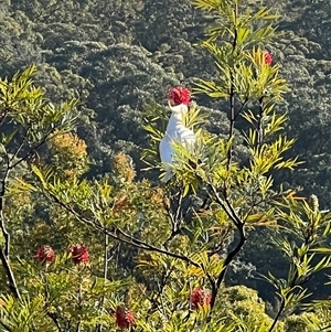 Cacatua galerita at Bucketty, NSW - 7 Sep 2023 10:00 AM