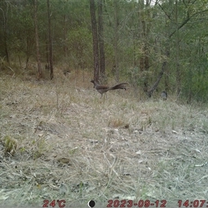 Menura novaehollandiae at Bucketty, NSW - 12 Sep 2023 10:00 AM