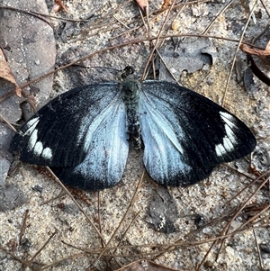 Delias nigrina at Bucketty, NSW - 13 Sep 2023 10:00 AM