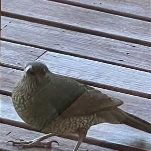 Ptilonorhynchus violaceus at Bucketty, NSW - 17 Sep 2023 10:00 AM
