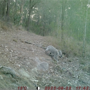 Phascolarctos cinereus at Bucketty, NSW - 22 Sep 2023 10:00 AM